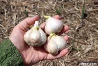 Grow Garlic from Sprouted Cloves: A Simple Step-by-Step Guide