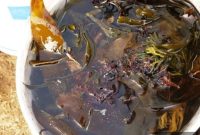 DIY Organic Seaweed Plant Feed: How to Make and Use It