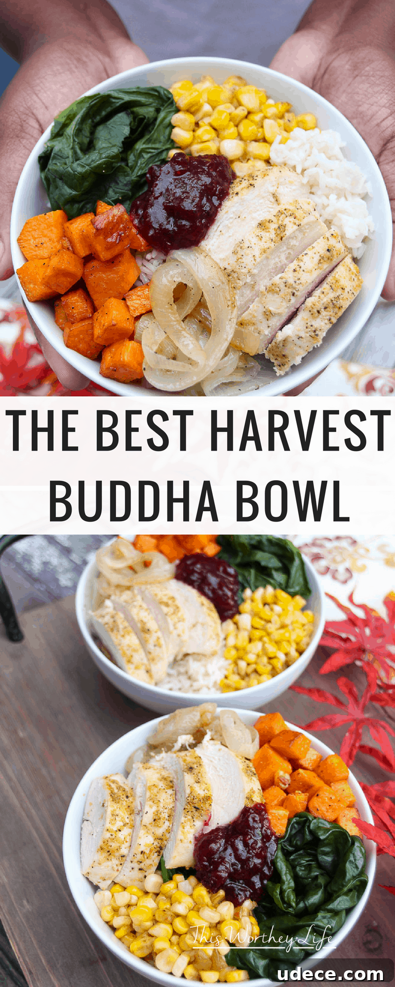 Harvest Buddha Bowl plated and ready