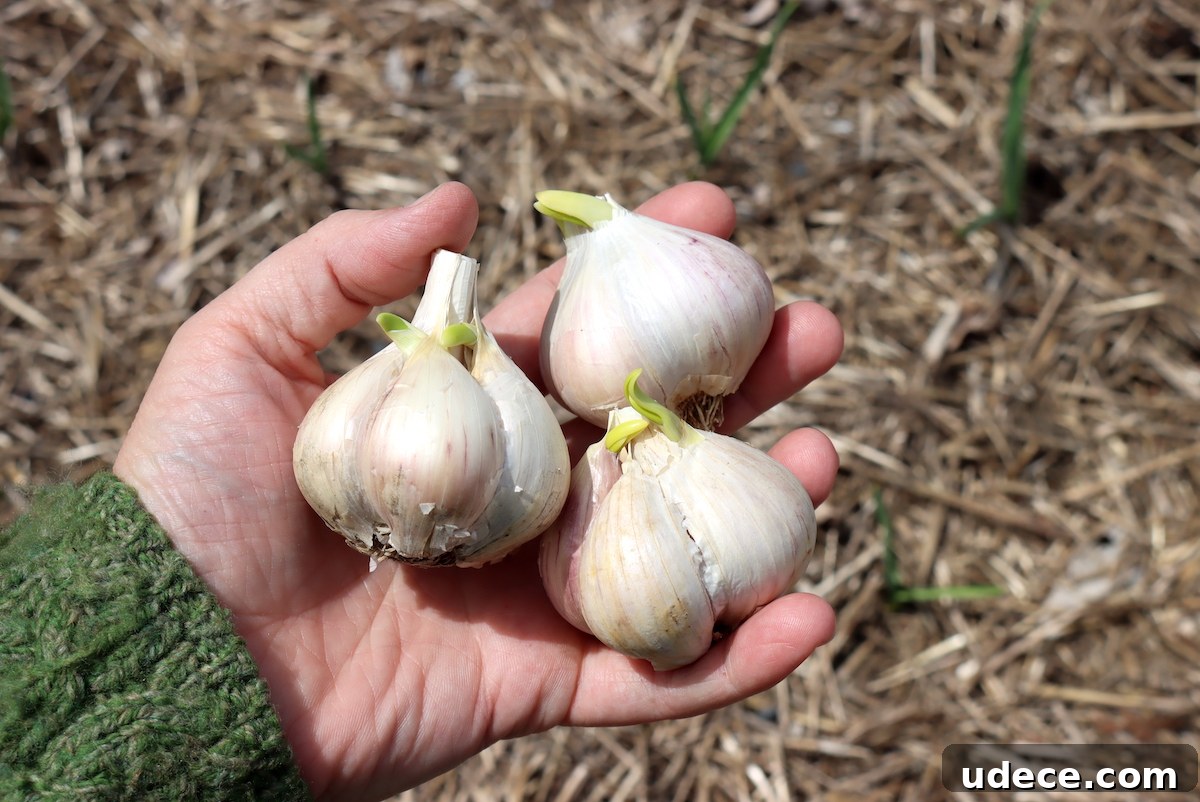 Grow Garlic from Sprouted Cloves: A Simple Step-by-Step Guide 2 Planting Sprouted Garlic