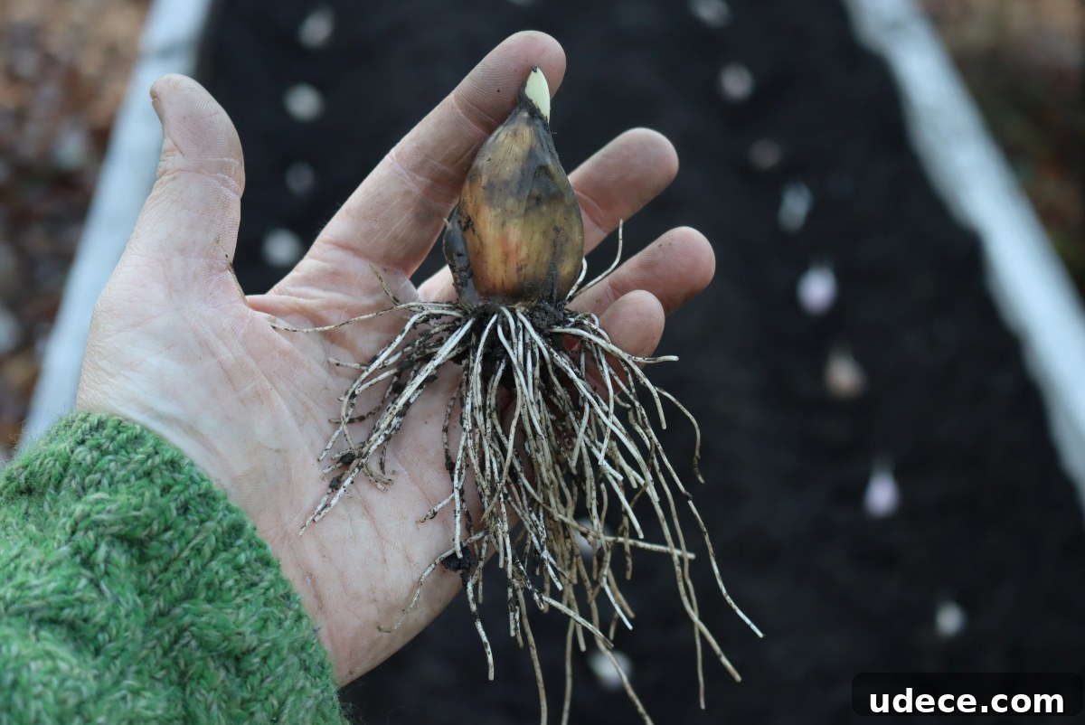 Grow Garlic from Sprouted Cloves: A Simple Step-by-Step Guide 11 Fall Rooted Garlic