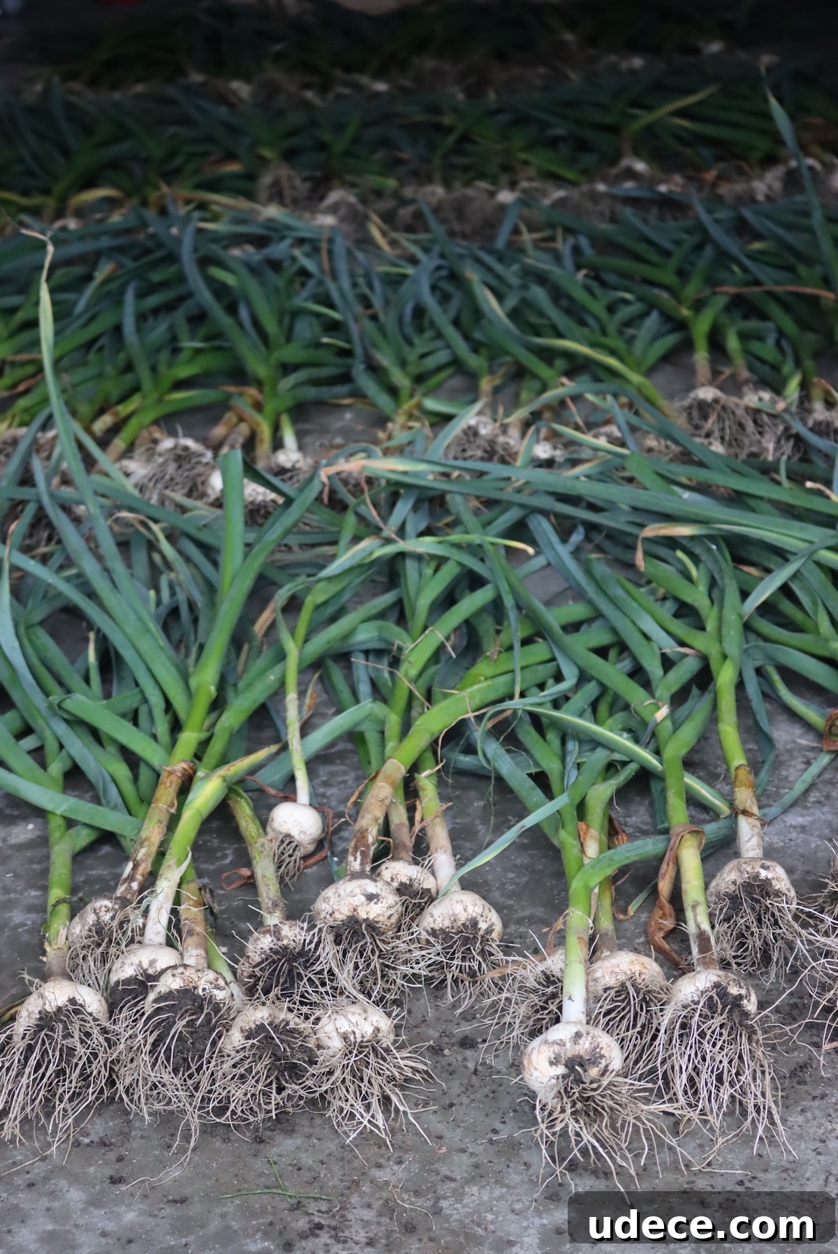 Grow Garlic from Sprouted Cloves: A Simple Step-by-Step Guide 12 Curing Garlic