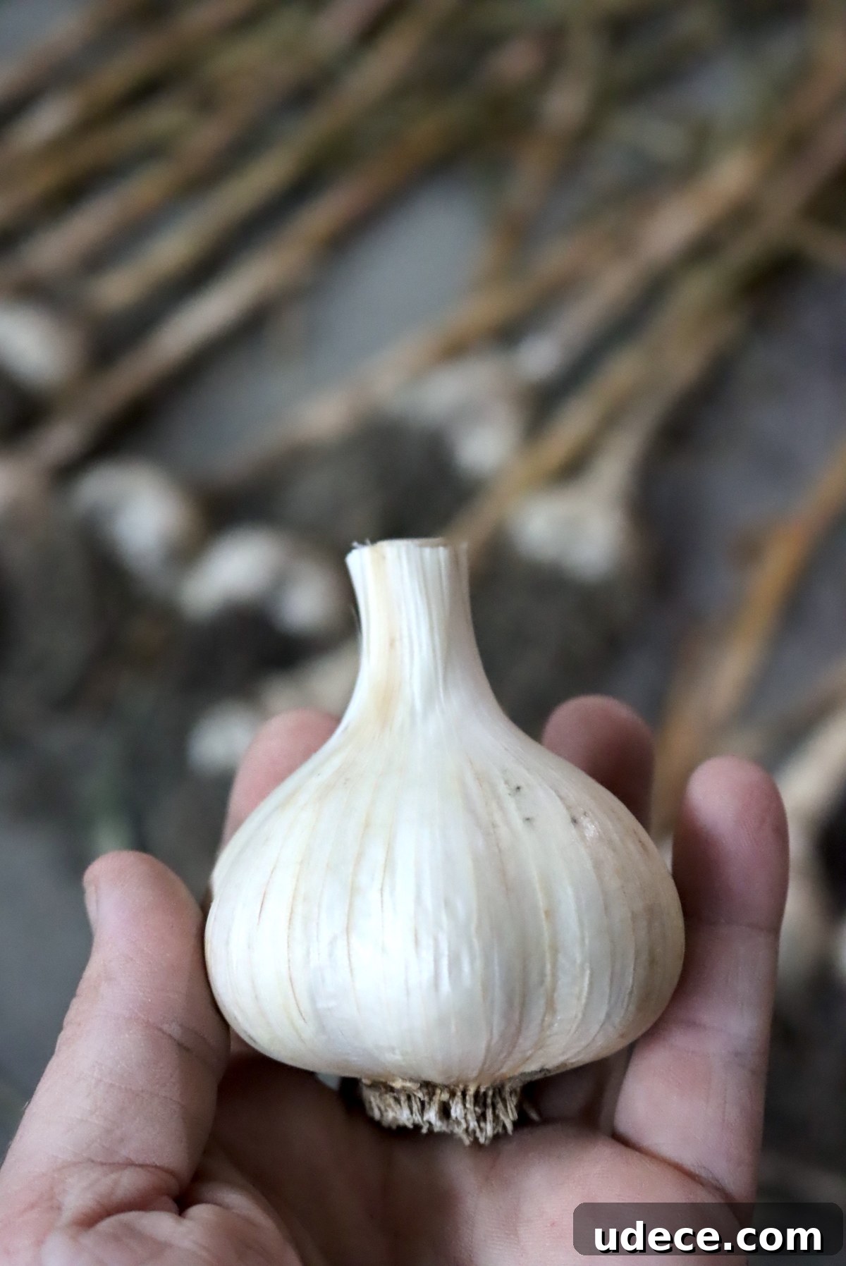 Grow Garlic from Sprouted Cloves: A Simple Step-by-Step Guide 13 Cured Garlic Ready for Storage