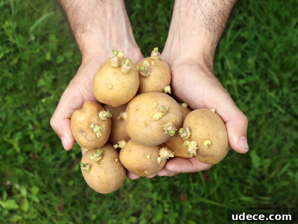 Grow Garlic from Sprouted Cloves: A Simple Step-by-Step Guide 15 Planting Sprouted Potatoes