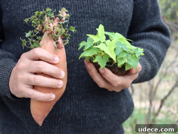 Grow Garlic from Sprouted Cloves: A Simple Step-by-Step Guide 16 Sweet Potato Slips