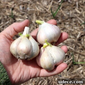 Grow Garlic from Sprouted Cloves: A Simple Step-by-Step Guide 17 Planting Sprouted Garlic