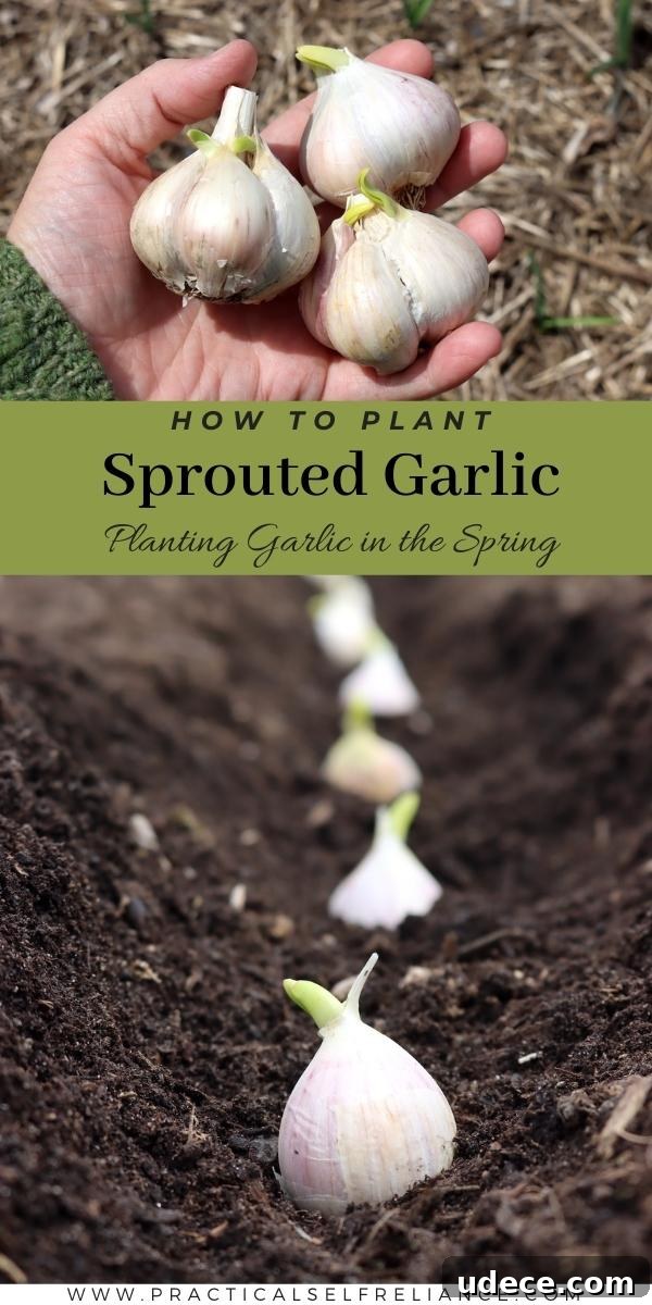Grow Garlic from Sprouted Cloves: A Simple Step-by-Step Guide 21 How to Plant Sprouted Garlic Pinterest Pin