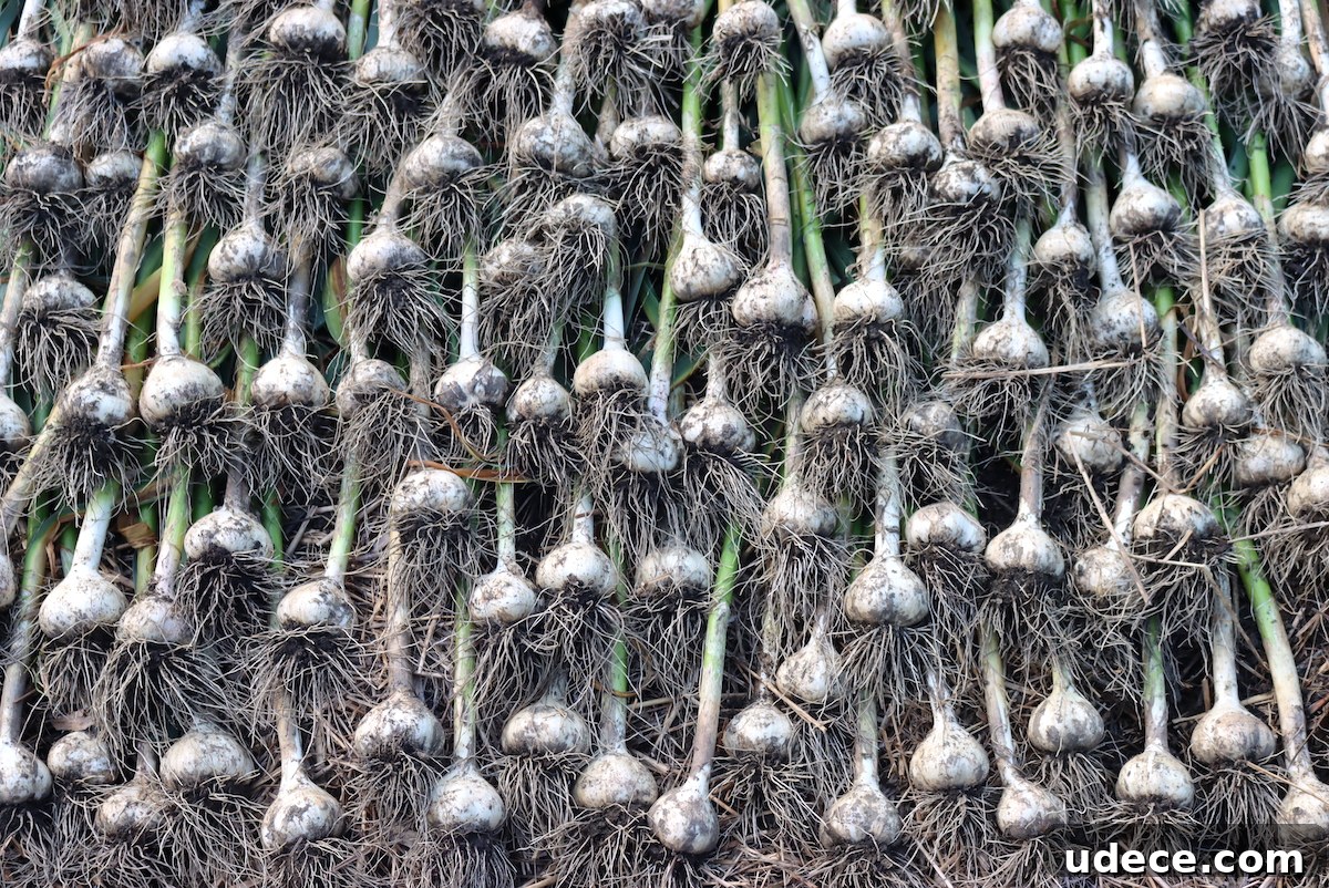 Grow Garlic from Sprouted Cloves: A Simple Step-by-Step Guide 4 garlic harvest