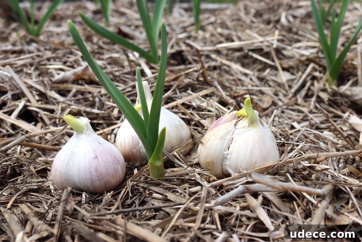 Grow Garlic from Sprouted Cloves: A Simple Step-by-Step Guide 5 Spring and Fall Garlic