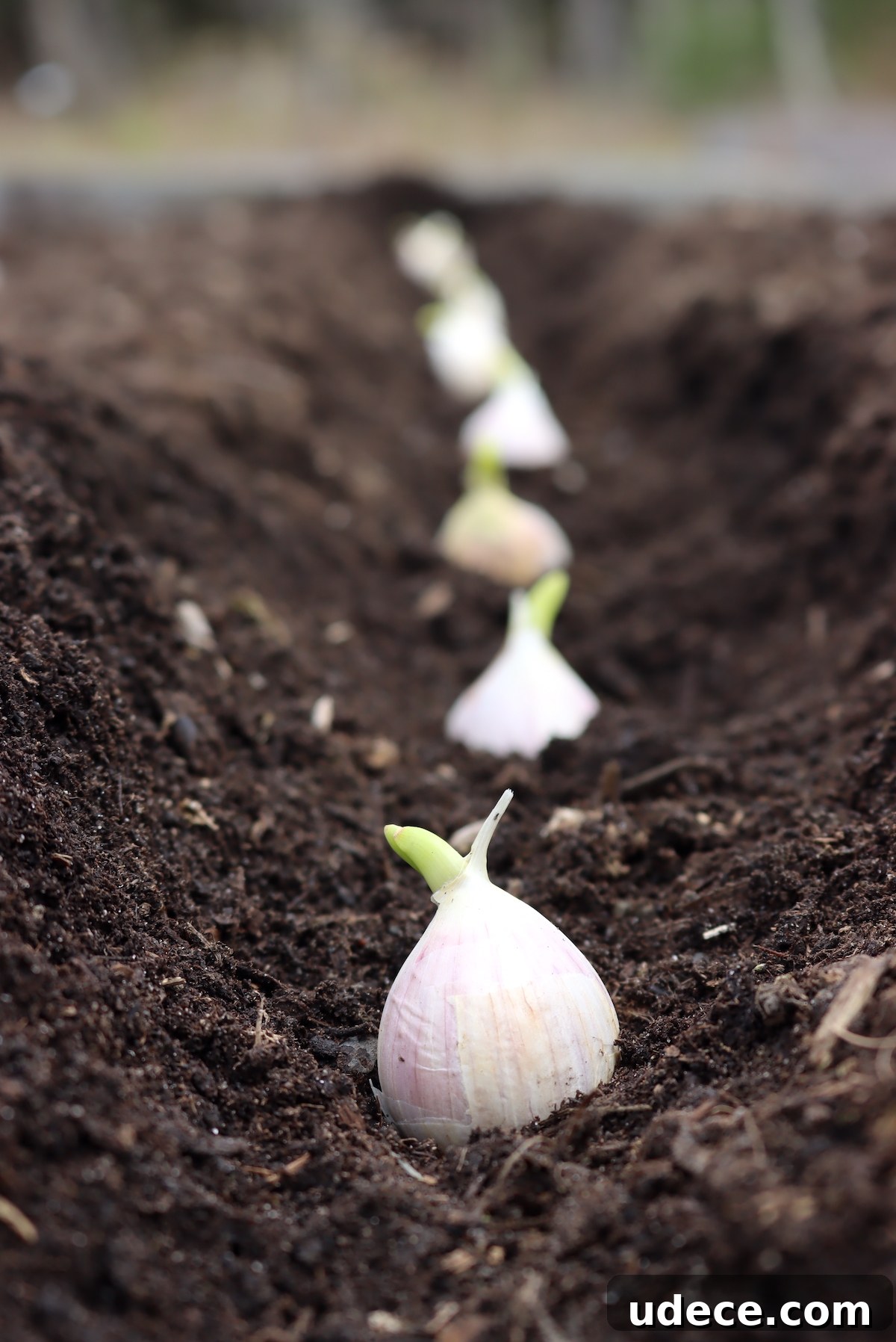 Grow Garlic from Sprouted Cloves: A Simple Step-by-Step Guide 6 Planting Sprouted Garlic