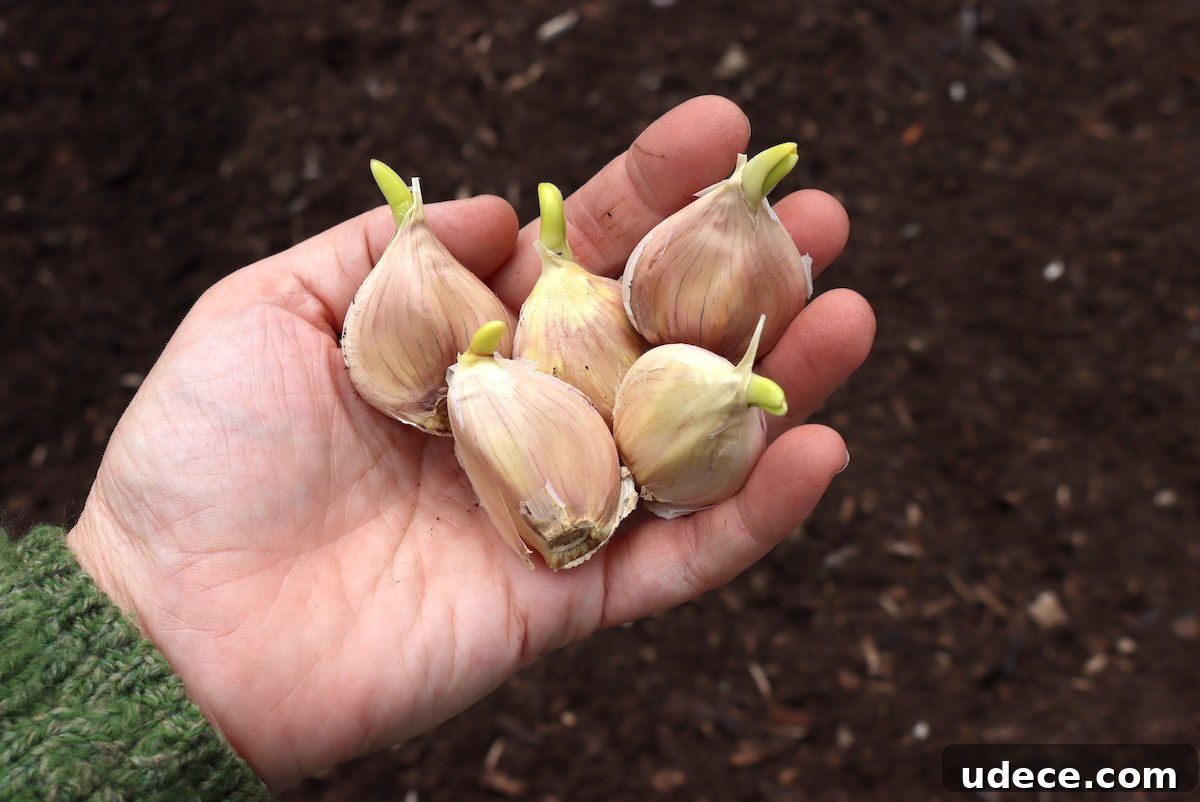 Grow Garlic from Sprouted Cloves: A Simple Step-by-Step Guide 7 Sprouted Garlic Broken apart for planting