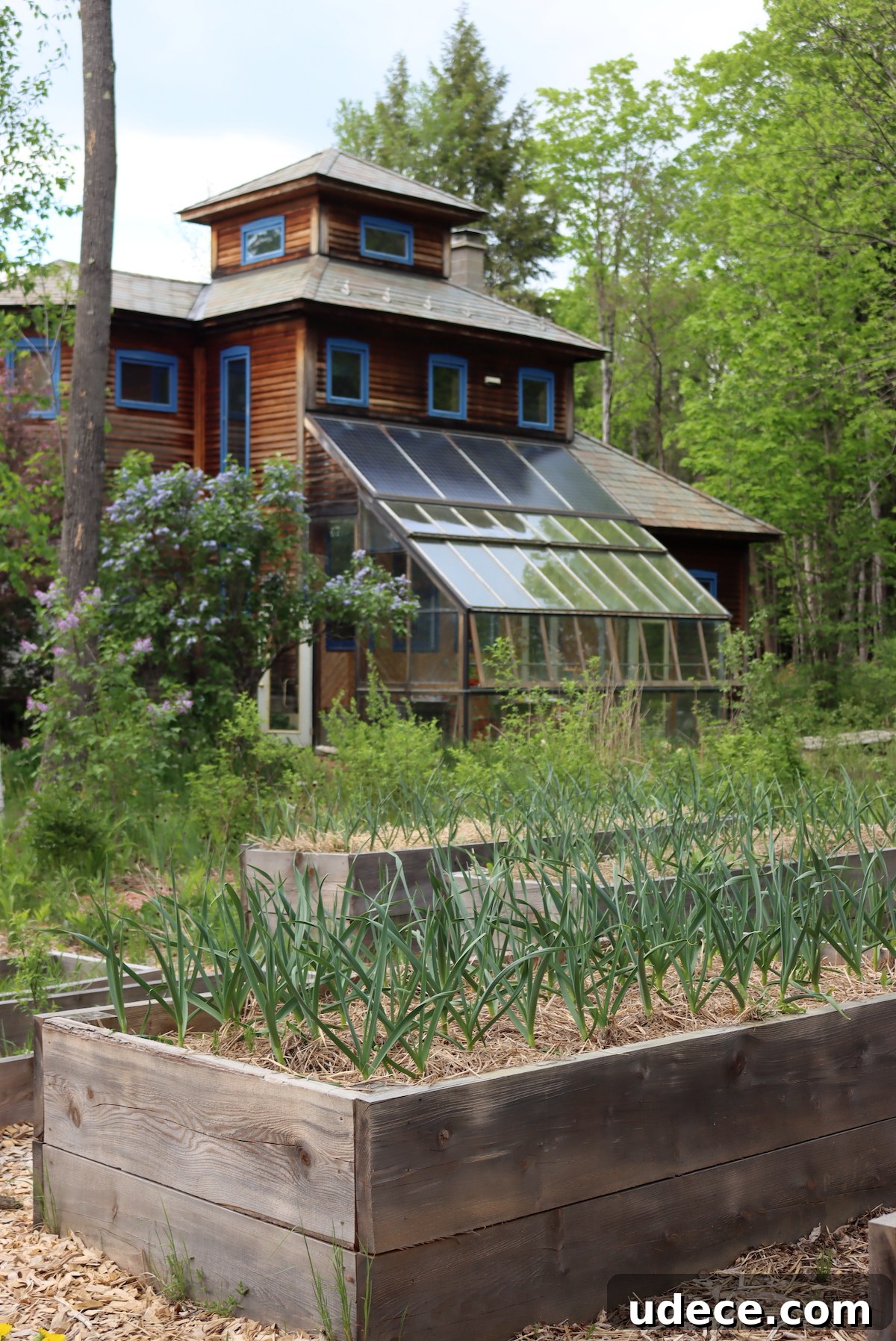 Grow Garlic from Sprouted Cloves: A Simple Step-by-Step Guide 8 garlic in raised beds