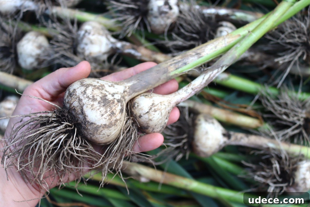 Grow Garlic from Sprouted Cloves: A Simple Step-by-Step Guide 9 Garlic size comparison, removing scapes and not removing scapes