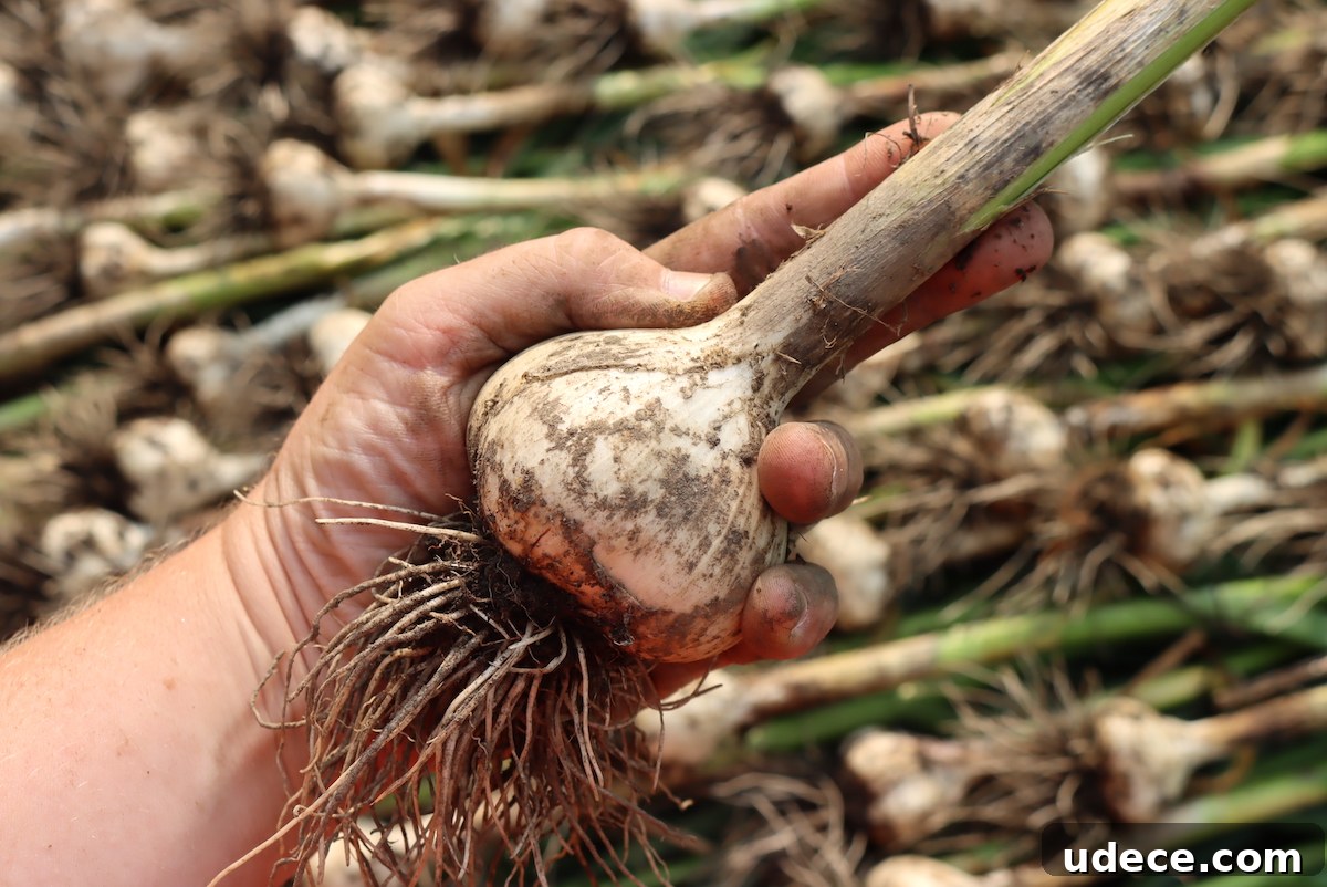 Grow Garlic from Sprouted Cloves: A Simple Step-by-Step Guide 10 A fully formed garlic bulb at harvest time