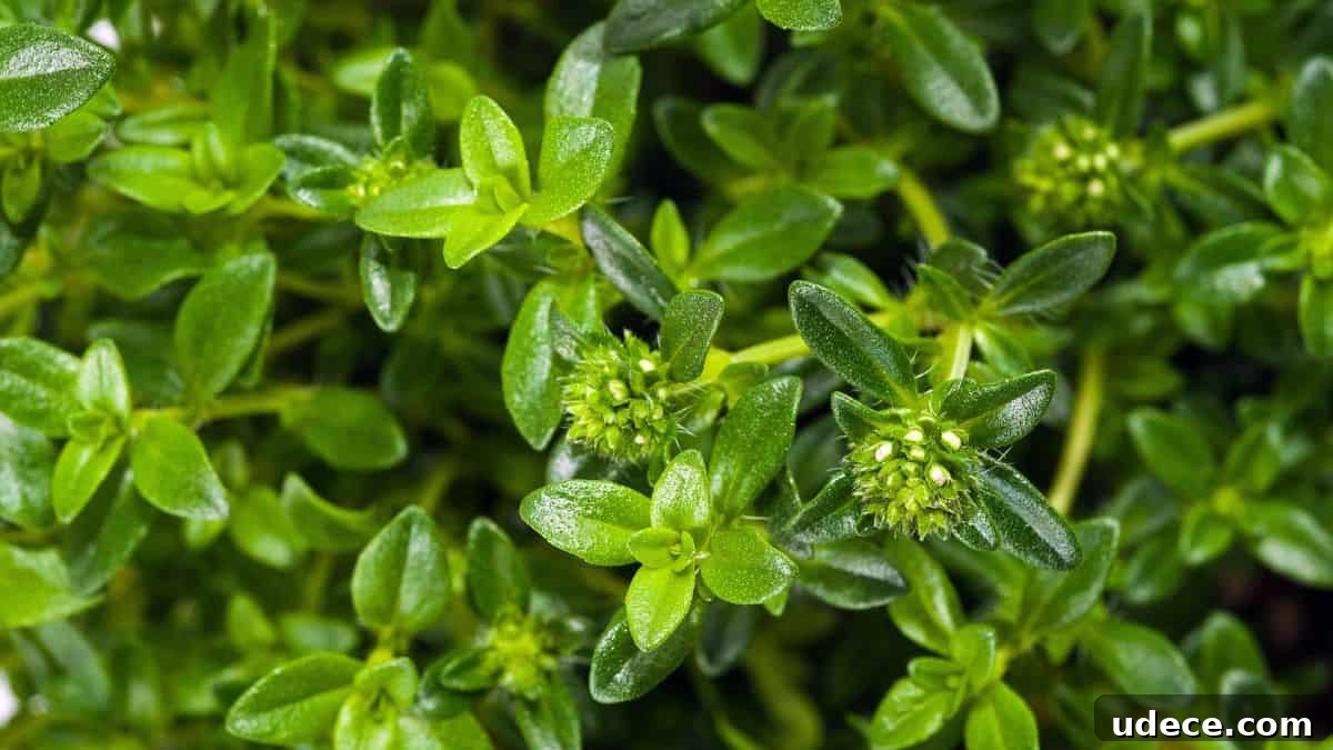 15 Flavorful Seasonings to Transform Tuna Recipes 12 oregano