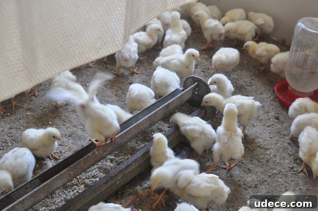 Chicks on an Amish farm in Ohio