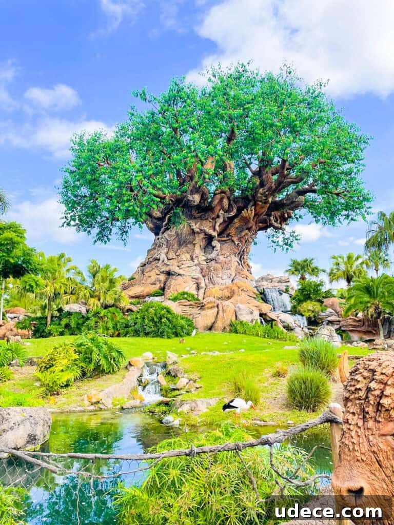 Discovering the Tree of Life at Disney's Animal Kingdom 6 The Tree of Life at Disney's Animal Kingdom.