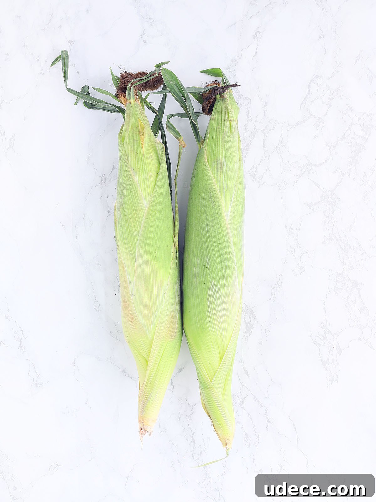 two ears of corn before they have been roasted in the oven