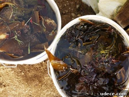 DIY Organic Seaweed Plant Feed: How to Make and Use It 3 Organic Seaweed Plant Feed in a white pot