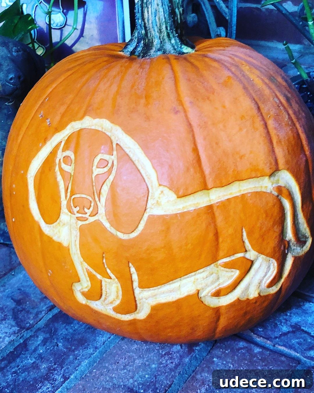 25+ Creative Pumpkin Carving Ideas for Halloween Decorations 11 Dacshund Dog Carved Pumpkin | 25+ Creative Carved Pumpkins