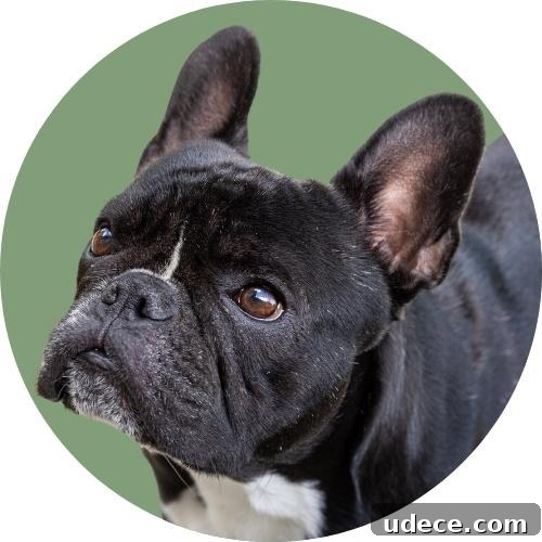 Black French bulldog standing in front of light green background.