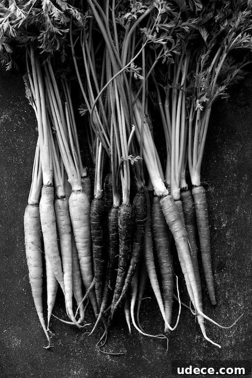 Black and white photo of carrots with tops still on.